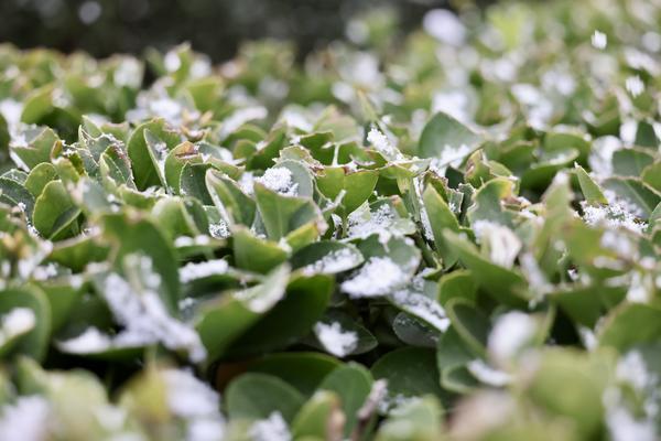 雪落老家生万金，河南的冬天凭什么让人竞相奔赴？丨提案追踪