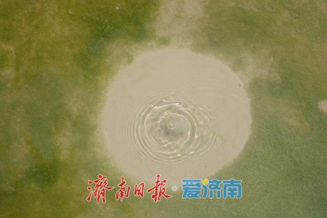 一年四季 泉在济南丨“白泉涌沙”景观再现 生态修复美景醉游人