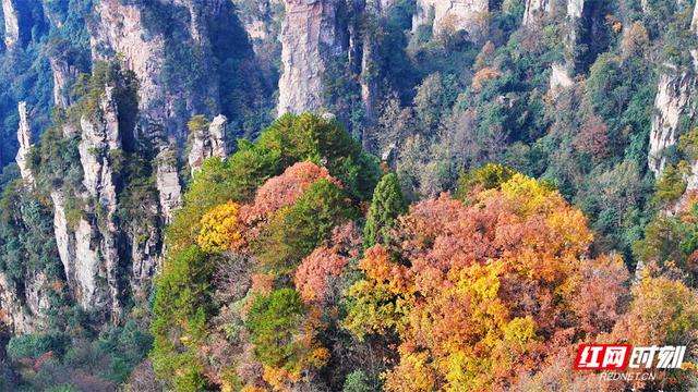 组图丨张家界国家森林公园漫山彩叶醉游人