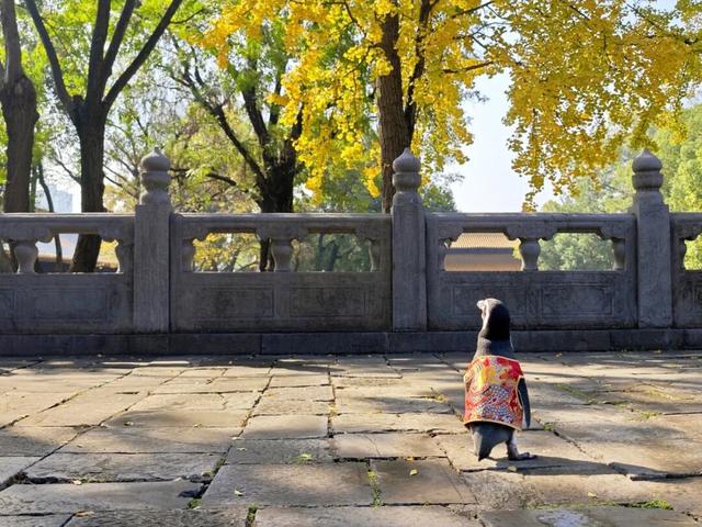 您的QQ已在朝天宫登录！