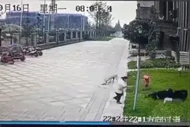 网传四川崇州两岁半女孩遭大型犬撕咬，当地街道办：狗主人尚未找到，”肾或肝被咬掉”为谣言图片