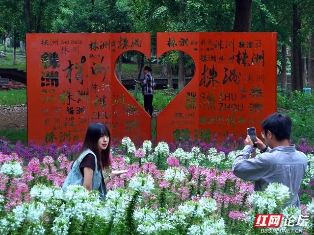 漫步株洲湘江风光带，邂逅醉蝶花海的浪漫
