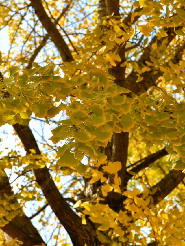 来崇明新海镇，邂逅鎏金般的美好