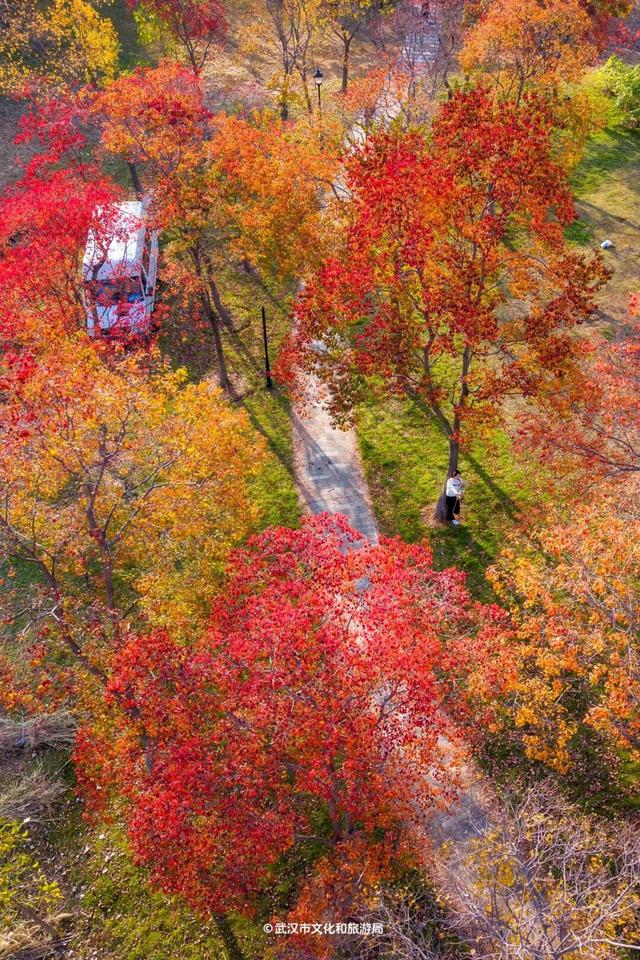 实况！武汉彩叶季来了，这些地方最出片