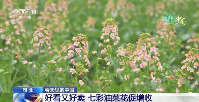 各地春日赏花有哪些好去处？请看这份赏花攻略