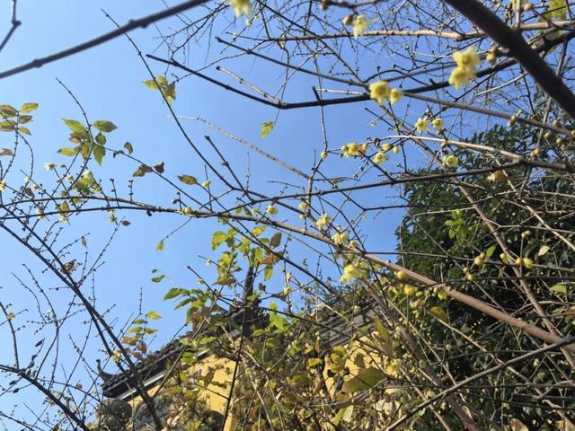 开了！开了！南湖，pong香！