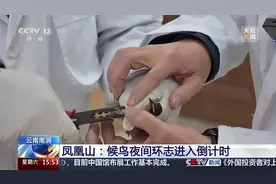 给鸟戴鸟环、背“小书包” 科研人员如何花式追踪研究候鸟？图片