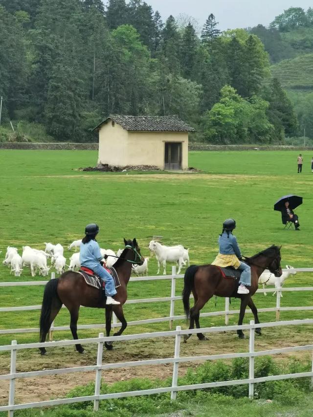 不用去新疆，莲都有属于自己的“阿勒泰”！