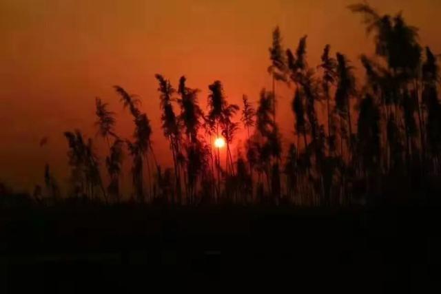 “飞雪”落中原，美了美了～