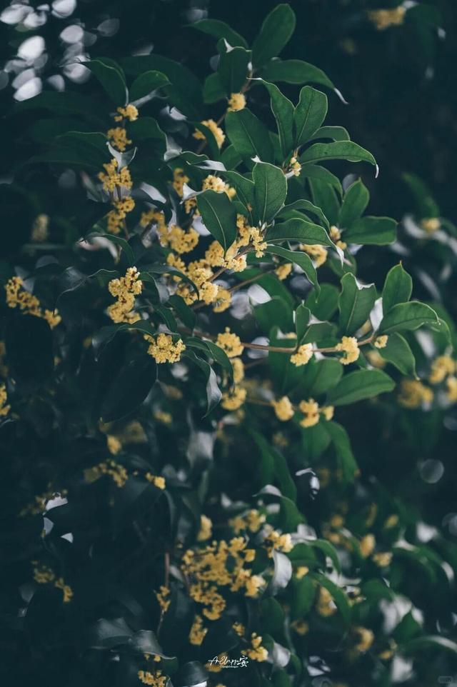 秋日限定“双骄”：从赏到玩转的完整攻略！