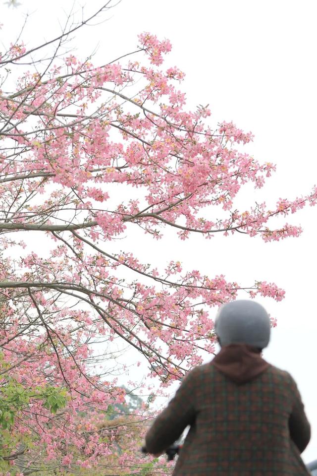 视觉增城｜粉黛碧道！邂逅增城冬日的浪漫