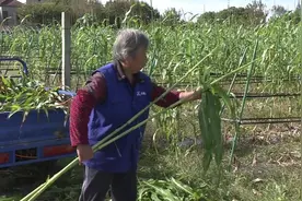 今年崇明最后一茬甜芦粟上市！图片