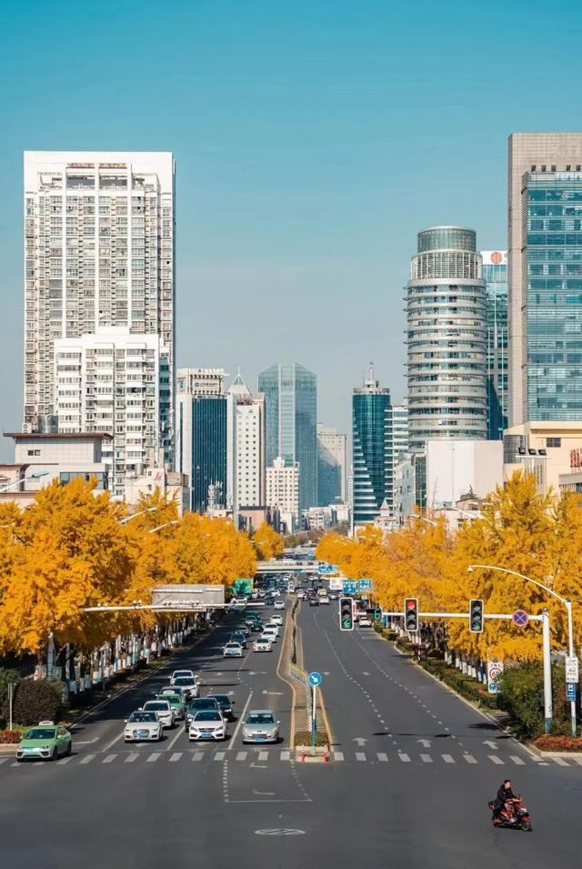 看！是合肥的树！