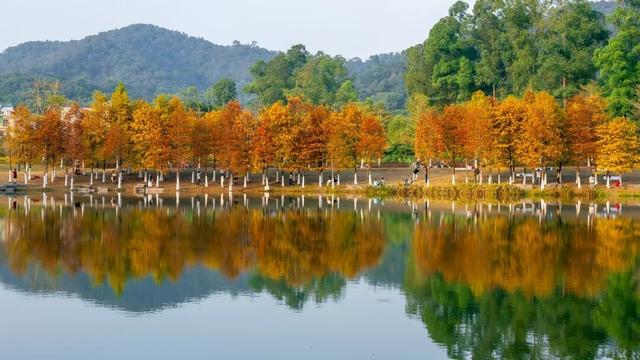 进入观赏期！东莞多处落羽杉，红了！
