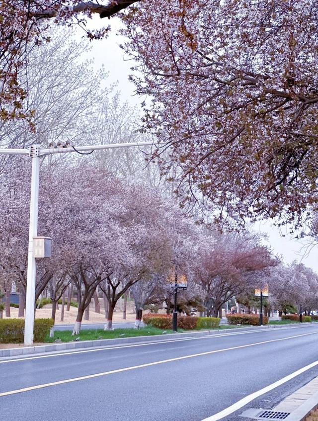 人民公园早樱已开！郑州5个超美樱花观赏地推荐！