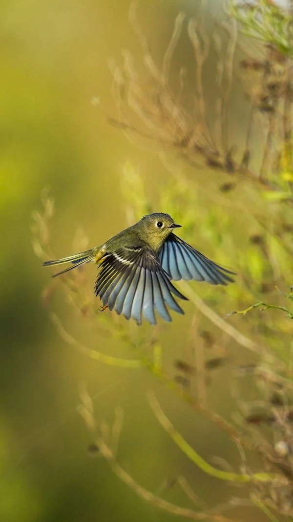 西安冬季观鸟指南 赴一场“飞羽之约”