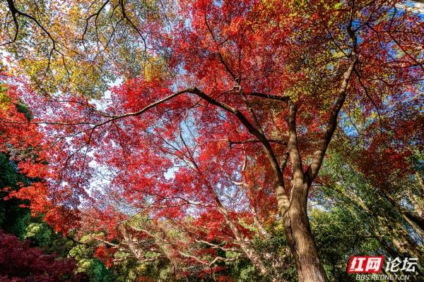 湖南烈士公园槭树湾：深秋不可错过的城市彩色秘境