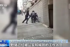 野猪“下山进城”为哪般？可以捕杀吗？图片
