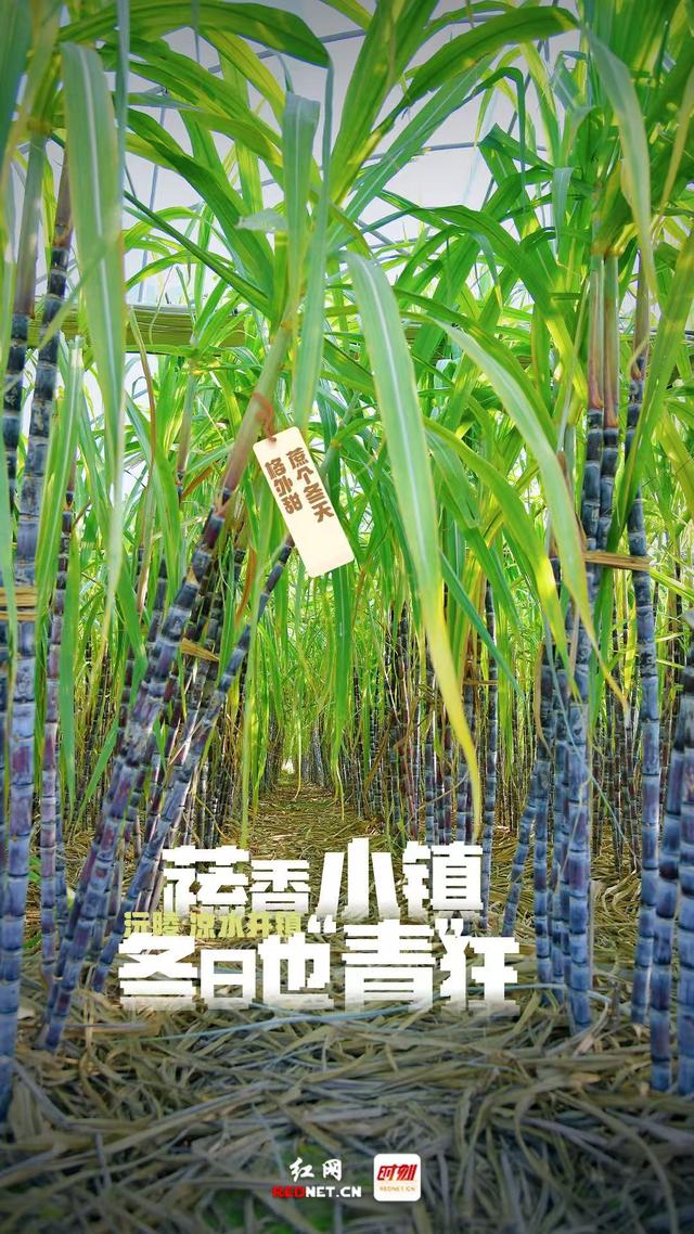 海报 | 沅陵凉水井：蔬香小镇冬日也“青”狂