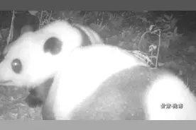 拍到“妈宝熊”了！野生大熊猫亲子清晨同行图片