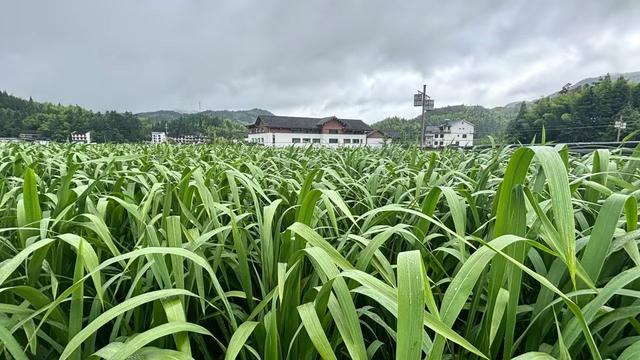 晚潮｜老家大漈藏在茭白里的清凉地