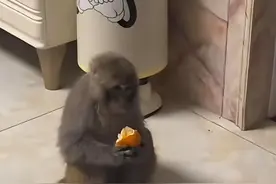 猕猴窜入27楼住户家吃橘子被捉 四川邻水官方：已进城一个多月，将视情况放生图片