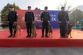 杰克、狼牙请出列！杭州临安救援队“buff”叠满，4只搜救犬正式上岗图片