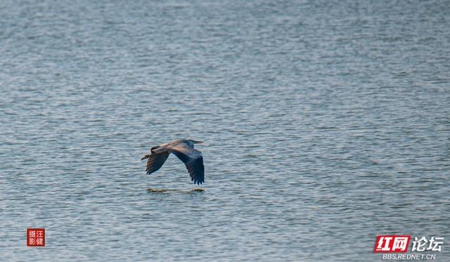 岁暖时刻丨慢享安乡珊珀湖时光：与候鸟相伴，遇见岁月静好