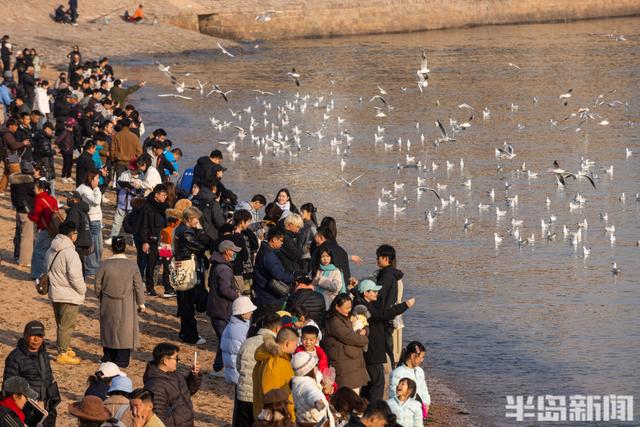 栈桥赏鸥已开始进入最佳观赏期！