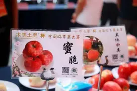 千阳苹果，带动万户果农年均增收2万元  　——第七届中国（千阳）好苹果大赛总决赛在千阳举行图片