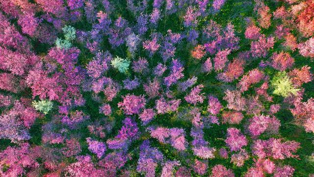 一半山水一半樱，是普者黑的冬日温柔——有一种叫云南的生活之365天