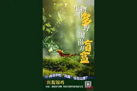 海报 | 生物有“多”野 湖南开“盲盒”⑭：红腹锦鸡图片