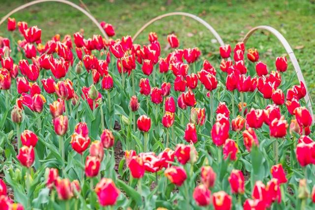 南京郁金香，最新消息