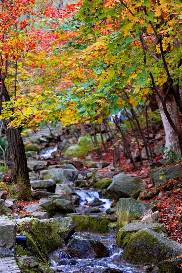 到九如山，把秋天“带”回家