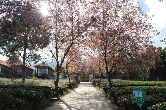 沧源：山藏浪漫 冬樱绽艳 暖冬旅居热度攀升