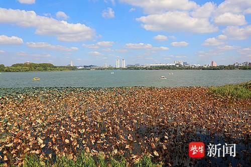 南京多处景区秋意浓浓