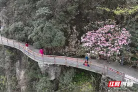 湖南莽山：高山杜鹃春日争艳图片