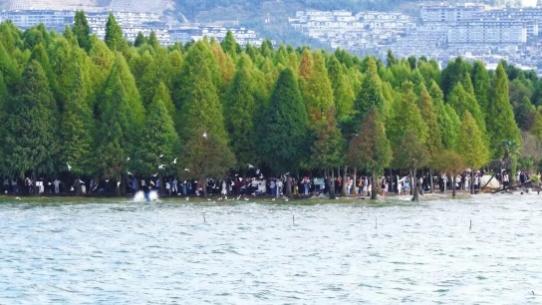 绝了！一汪清水引鱼回，美到出圈还能赚钱丨只此青绿 江山答卷