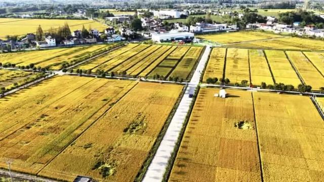 美哭！扬州稻田绝美秋景别错过～