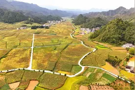 印江：机械收储价格上涨 3000亩高粱喜丰收图片