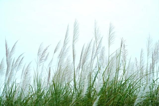清城芦苇荡：隐藏在城市边缘的秋日童话