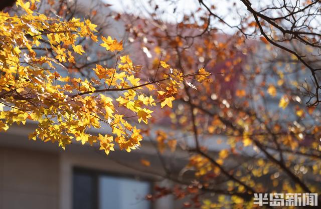 八大关枫叶抓紧看