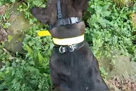 男子驯养烈犬围猎珍稀动物获刑 专家释法：操控烈犬围捕属违法行为图片