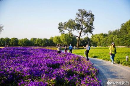 北京海淀这里，“藏”着一片紫色花海！