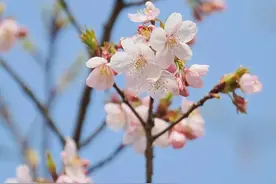 进入春天，武汉的樱花开了吗？多个赏樱热门景点：早樱已开，盛花期预计下周到来图片