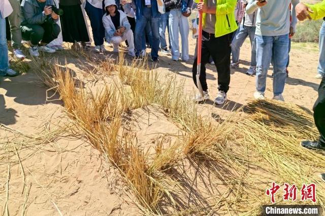 人这一辈子，一定要来宁夏见证“籽籽同心”的力量！