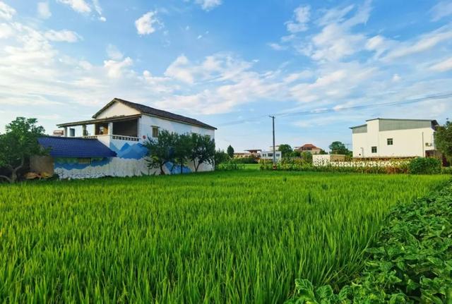 乐游绵阳 清凉一夏 ‖ 又是一年稻花香，游仙这个村庄美成治愈系油画！