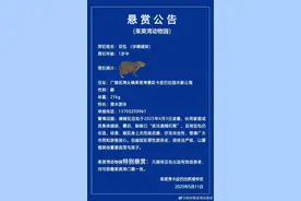卡皮巴拉出逃约40天，动物园发悬赏公告，工作人员：无法确定在景区还是周边村庄图片