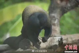新网红“出道”！红山动物园回应猴子屁股头发型图片