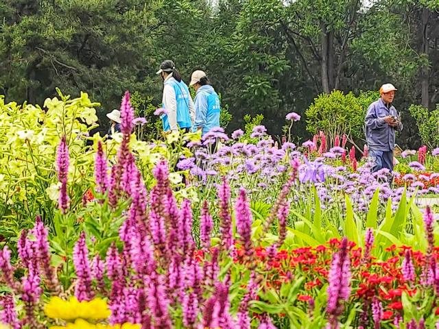 天坛公园北门，藏着一个“莫奈花园”
